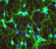 neurônios neurônios
