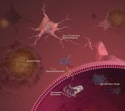 alzheimer alzheimer