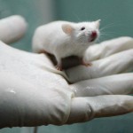 rato